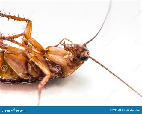 Can Cockroaches Carry Disease Roach Cockroach Insect