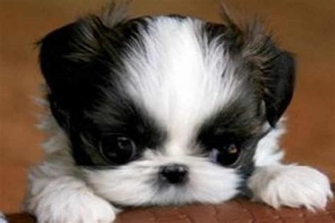 Shih Tzu Dogs: Everything You Ever Wanted To Know About The Breed