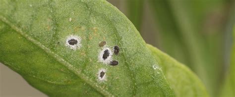 Sweet Potato Whitefly Spw Biobee