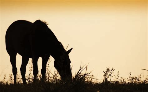 HD wallpaper: horse, field, grass, silhouette, food | Wallpaper Flare