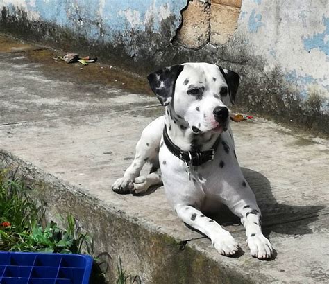 Adi S Mitos Crean F Rmula Para Calcular La Edad Humana De Un Perro