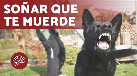 Que Significa Que Te Muerde Un Perro Actualizado Octubre 2024