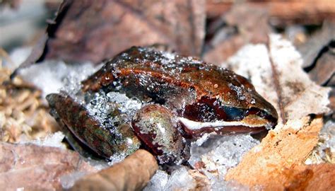 The Biology Of The Wood Frog Lithobates Sylvaticus