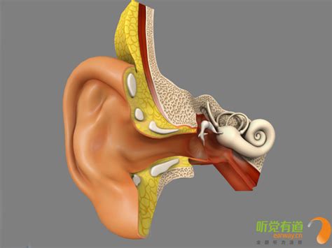 为什么说人耳出现听力损失后是无法逆转的？ 听力学知识 助听器品牌助听器价格助听器排行榜 听觉有道官网