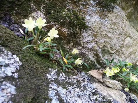 霍山石斛花的功效与用法怎么泡水喝 知乎