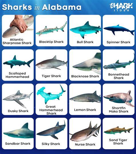 List of Sharks in Alabama with Pictures