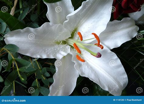 Flor Del Lirio Blanco Foto de archivo - Imagen: 114120