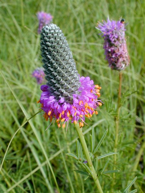 Purple Prairie Flower