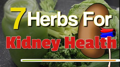 7 Herbs For Kidney Health A List Of The Top Super Herbs” To Cleanse