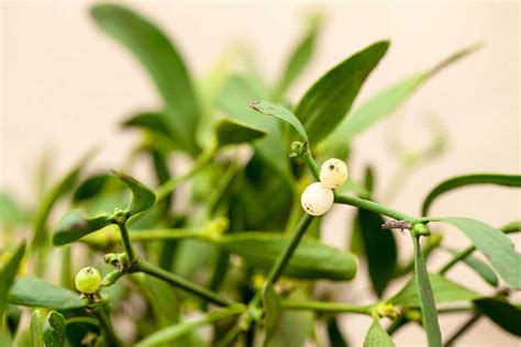 How To Grow Mistletoe Gardeners Path