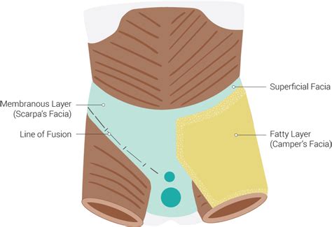 Anatomy Abdomen And Pelvis Scarpa Fascia Article