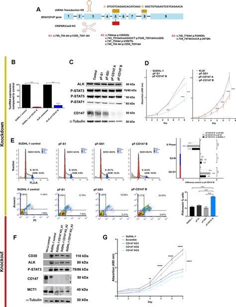 Cd147 Contributes To The Survival And Proliferation Of Alk Alcl Cells Download Scientific