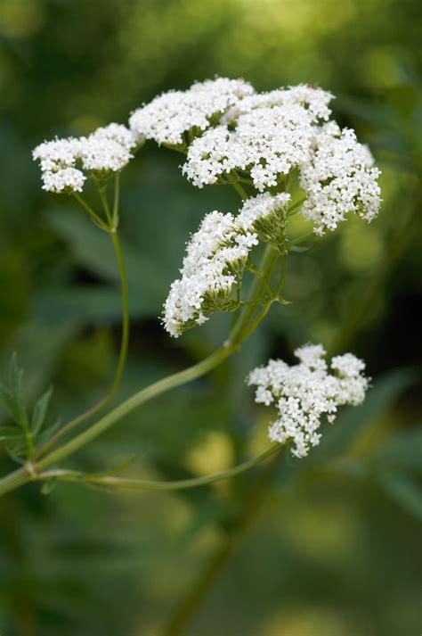 How to Plant and Grow Valerian