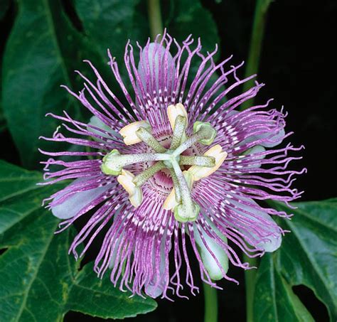 Passiflora incarnata - Monaco Nature Encyclopedia