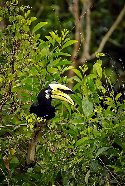 Enggang Borneo Kemos Enggang Borneo Kemos A Field Guide To The