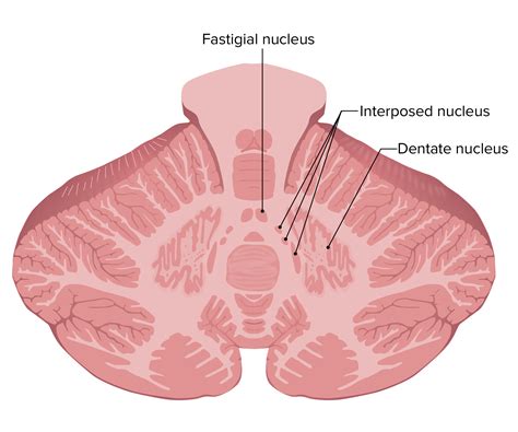 Fastigial Nucleus Pathway