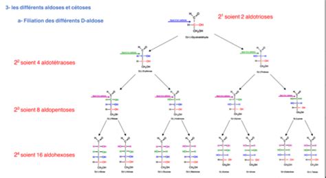 Glucides Biochimie Cartes Quizlet