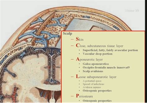 Neuro - GA: Scalp and Superficial Face Flashcards | Quizlet