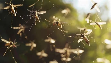 Bajaron a más de la mitad los casos de dengue Catamarca Actual