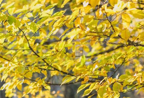 Trees With Brilliant Yellow Fall Leaves