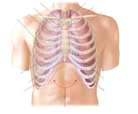 mt-chapter-13 The Respiratory System (Anatomy of the chest wall ...