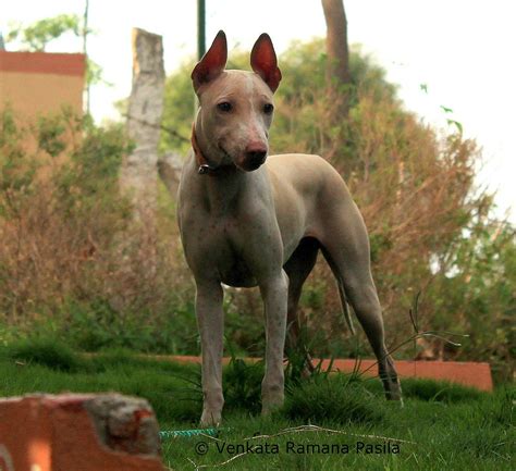 10 Best Hairless Dog Breeds