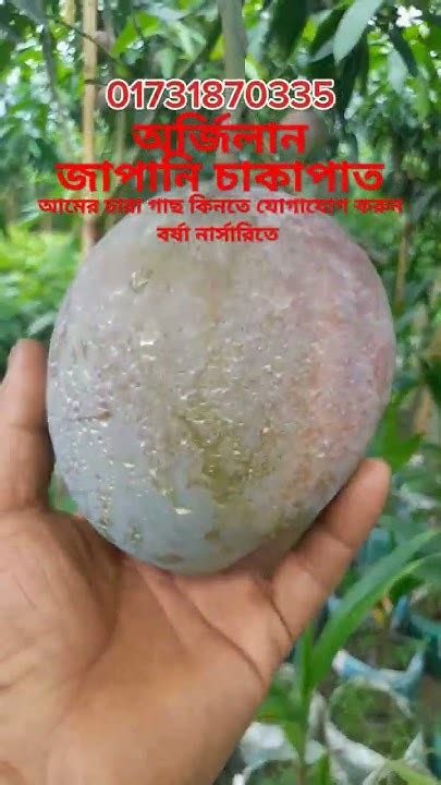 ফল সহ আর্জিনাল জাপানি চাকা পাত আমের চারা চারাগাছ Fruit Video