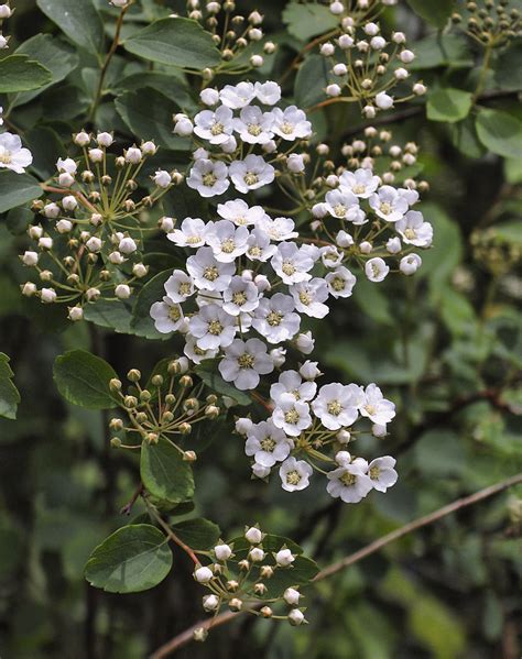 Bridal Veil Spirea I Was Happy To See The Bridal Veil Spir Flickr