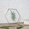 NCYP Medium Hanging Hexagon Herbarium Brass Glass Frame For Pressed