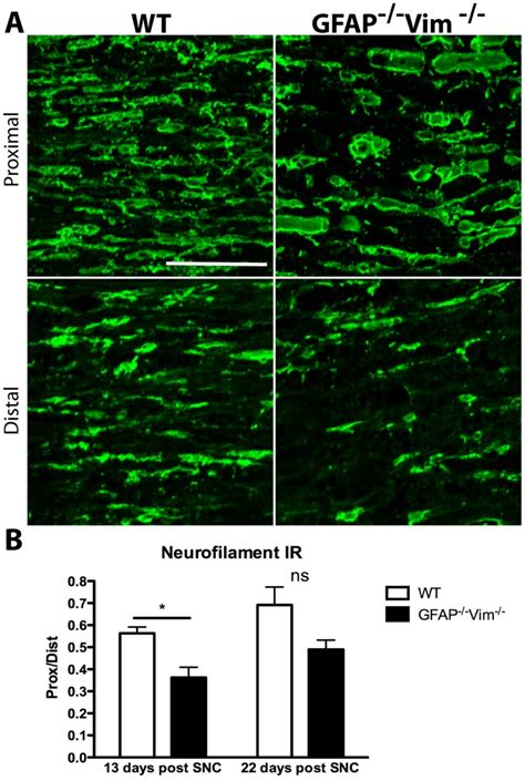 A Neurofilament Ir In Axons Distal And Proximal To The Lesion Site