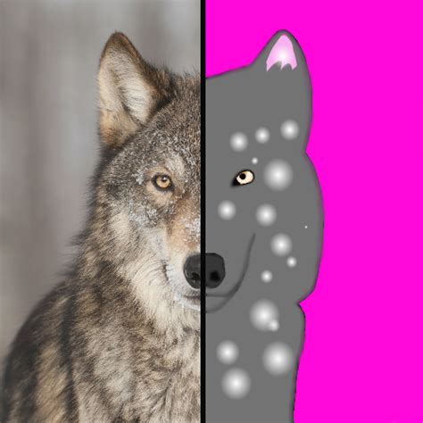 Real Wolf X Traced Art Of Real Wolf By Jayfeatherefoij On Deviantart