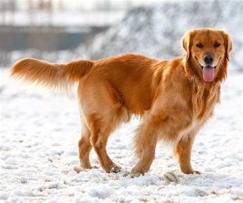 Dark Golden Retriever Photos Goldenretriever Retriever Golden