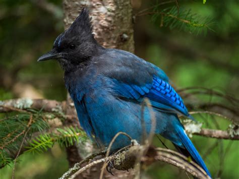 Stellers Jay Rwildlifephotography