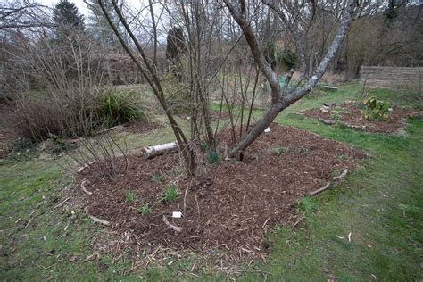 Le Broyat De Bois Au Jardin Le Jardin Qui Se Mange