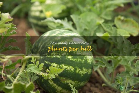 Maximizing Yields Planting The Right Number Of Watermelon Plants Per