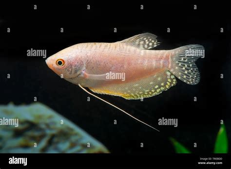 Cosby gourami, three spot gourami, blue gourami (Trichogaster ...