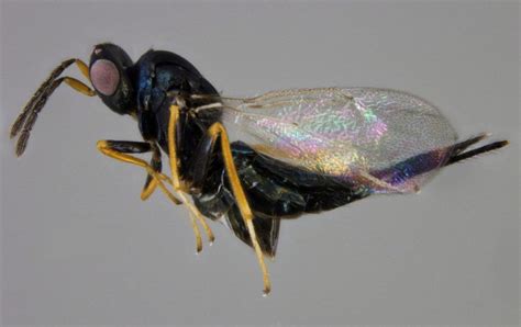 Canadian Researchers Successfully Raise Wasps That Kill The Emerald Ash Borer Ash Borer Wasp