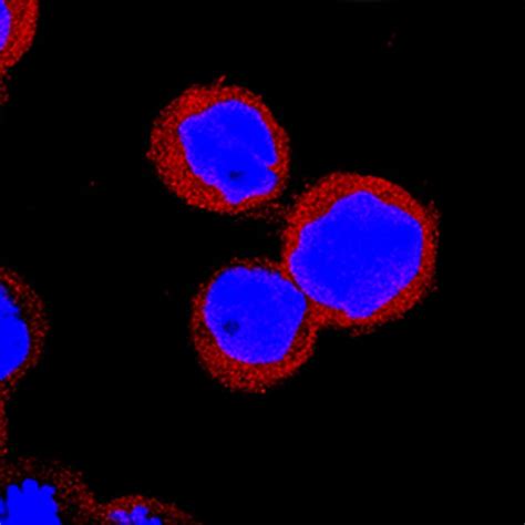 Human Irf5 Antibody R D Systems 100μg Unlabeledantibodies