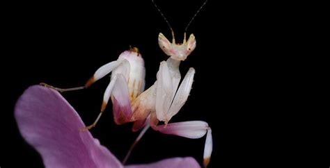 The Beautiful and Stealthy Orchid Mantis | Critter Science