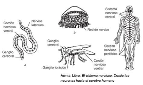 Evoluci N Del Sistema Nervioso Timeline Timetoast Timelines