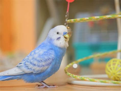 セキセイインコの品種、色、値段、飼い方 Petpedia