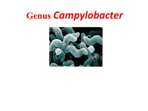 Genus Campylobacter Jenjuni And Coli For Ppt Free Download