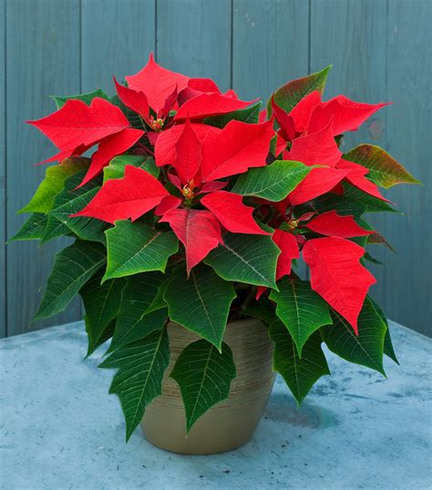 Poinsettia Comment Entretenir Son Étoile De Noël Cet Hiver Ad Magazine