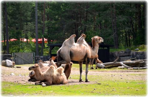 Kolmården Zoo And Wildlife Park Sweden