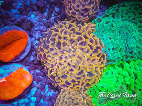 Orange Branching Hammer Coral Frags Shop Online