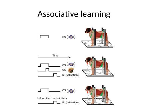 Ppt Neuroplasticity Powerpoint Presentation Free Download Id 2128633