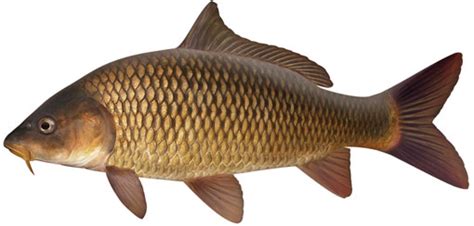 Carp Cyprinus Carpio NSW Department Of Primary Industries