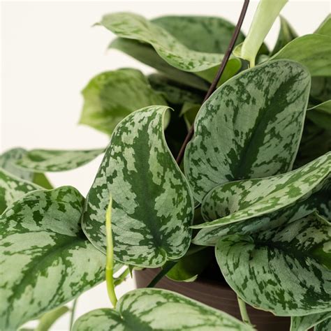 Silver Pothos