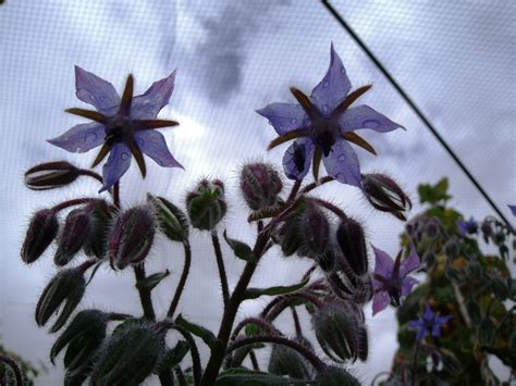 Borage Family Ramblings