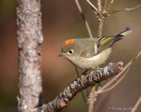 Maryland Biodiversity Project Ruby Crowned Kinglet Corthylio Calendula